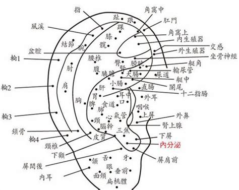 耳朵黑痣|面相：耳朵有痣算命圖解，全位置對照，看看你是哪一。